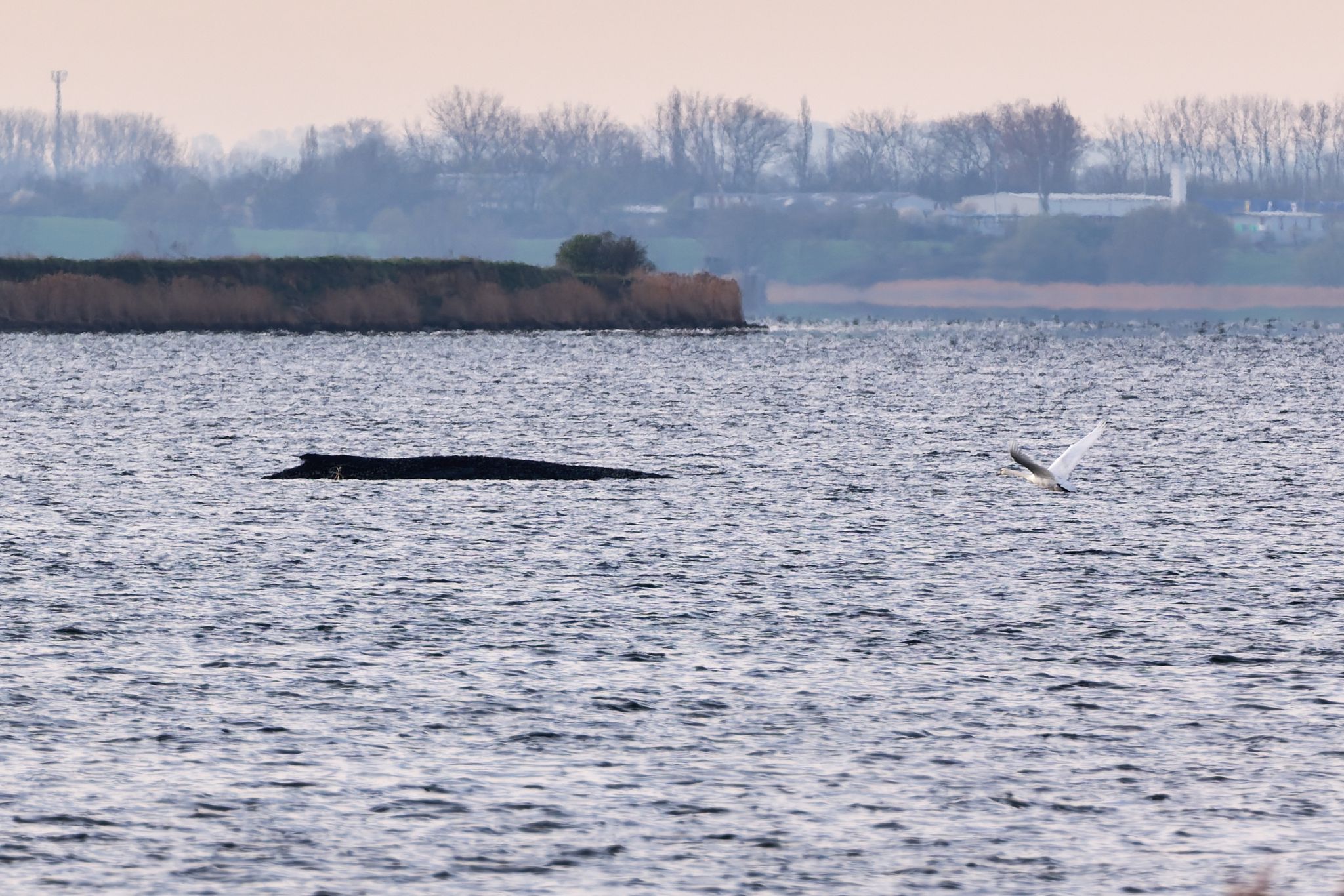 Auch am Freitagmorgen bleibt die Lage des vor der Insel Poel gestrandeten Buckelwals unverändert. (Symbolbild) Foto: Marcus Golejewski/dpa