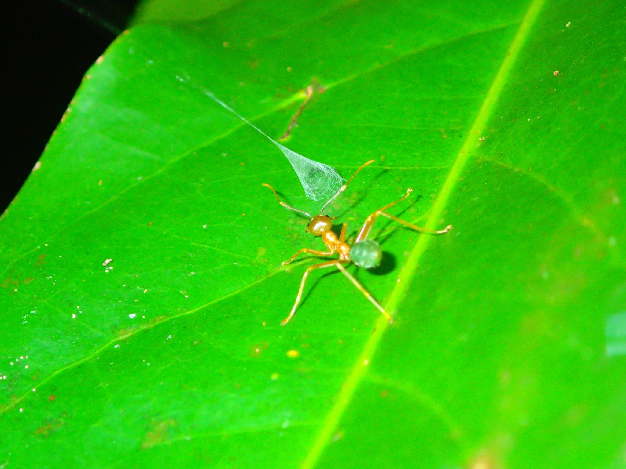 Spinne katapultiert Ameisen in ihr Netz © Foto: Greg Anderson/Ajay Narendra/dpa