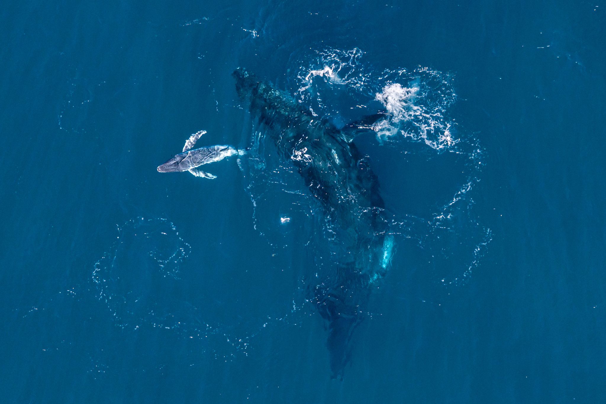 Geburt eines Buckelwals vor der Küste Australiens © Foto: Alexander Forrest/Organisation for the Rescue and Research of Cetaceans in Australia (ORRCA)/dpa