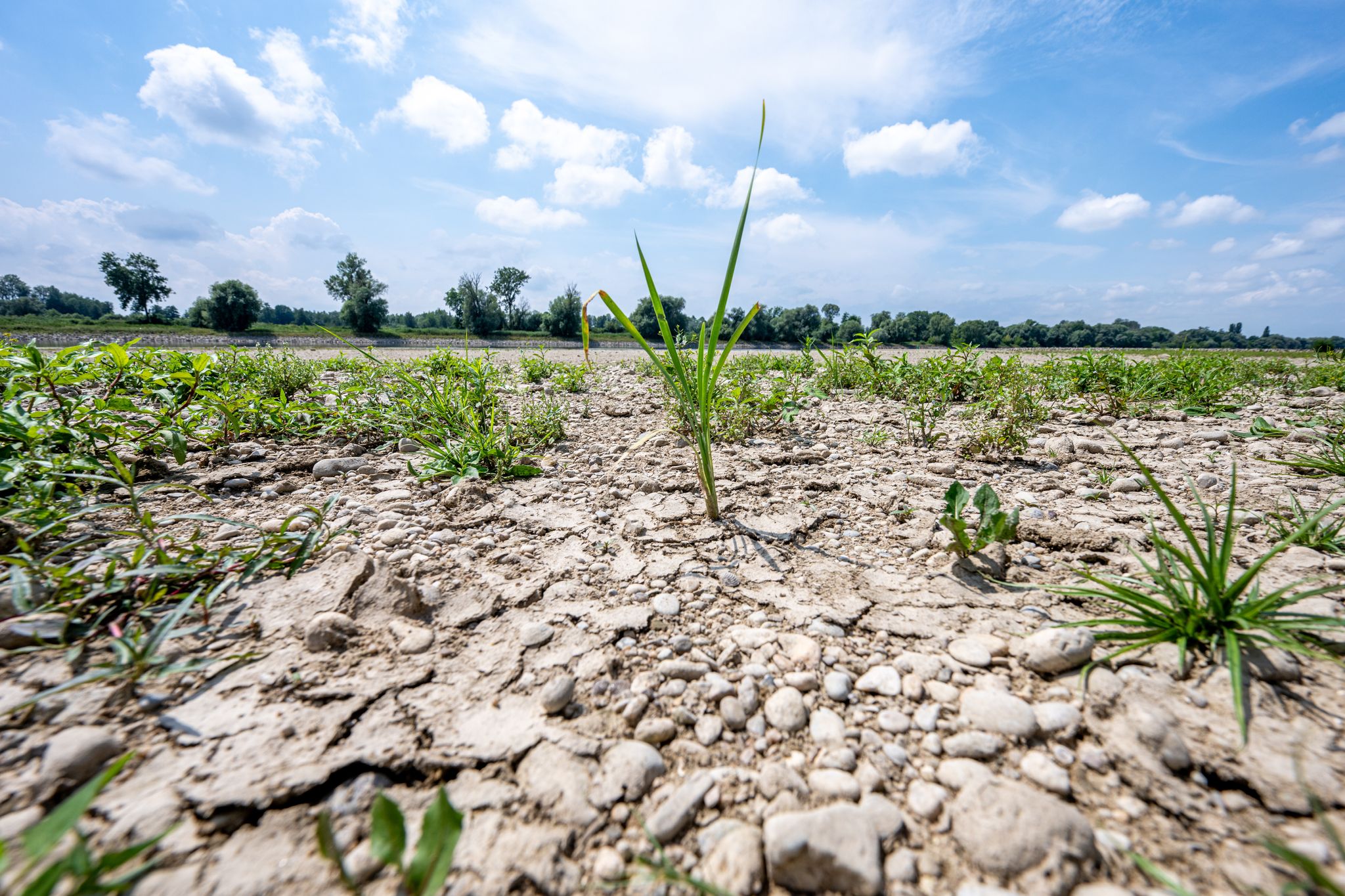 Niedrigwasser Donau © Foto: Armin Weigel/dpa
