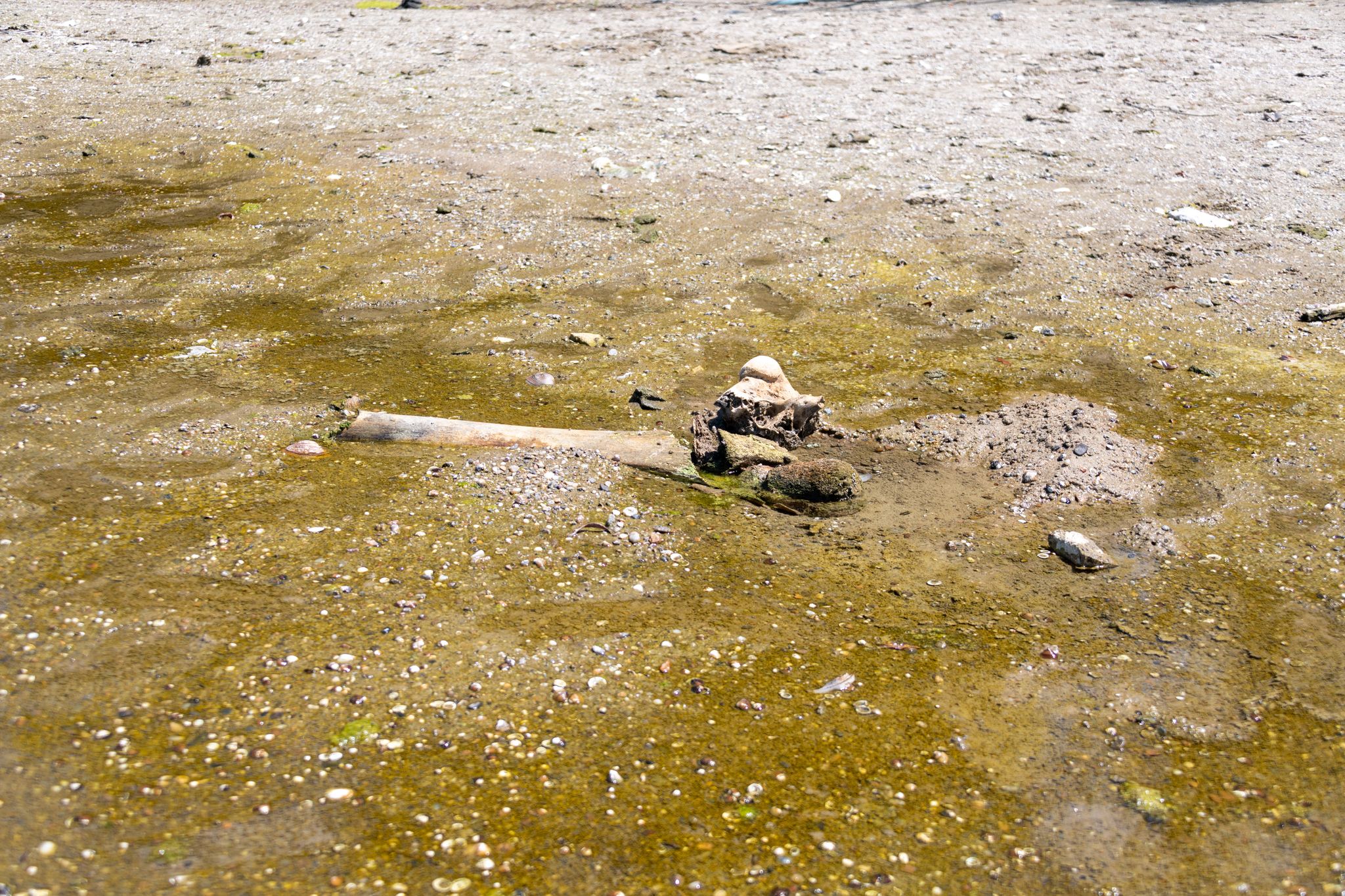 Mammutknochen an der Donau in Bulgarien © Foto: ---/Regionales Geschichtsmuseum Russe an der Donau/dpa
