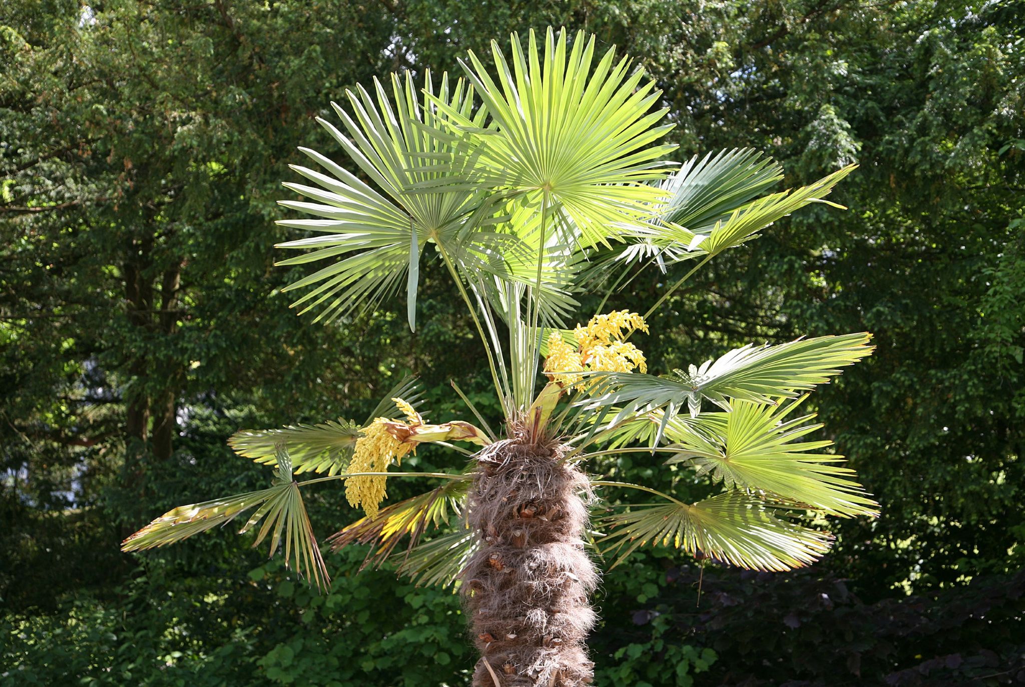 © Chinesische Hanfpalme / Archivbild (cropped) / W. Bulach / CC BY-SA 4.0, https://commons.wikimedia.org/w/index.php?curid=116835981