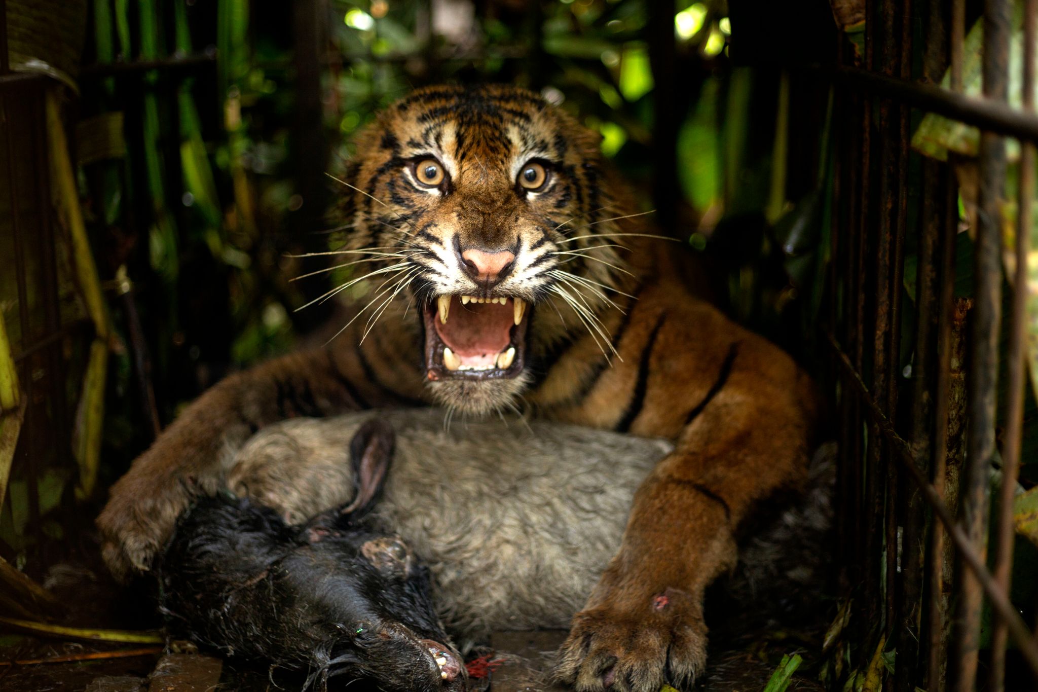 © Foto: Andri Mardiansyah/XinHua/dpa